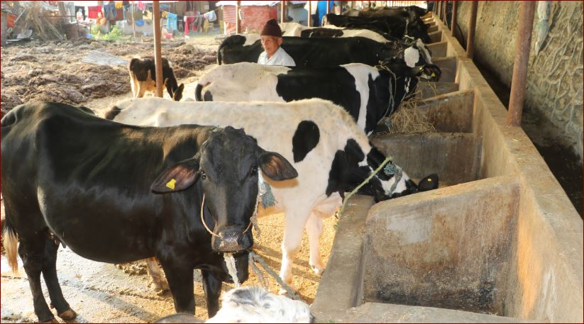 पूर्वप्रधानाध्यापकको रहर लाग्दो पशुपालन : जसका गोठमा छन् १७ भैँसी र १५ गाई